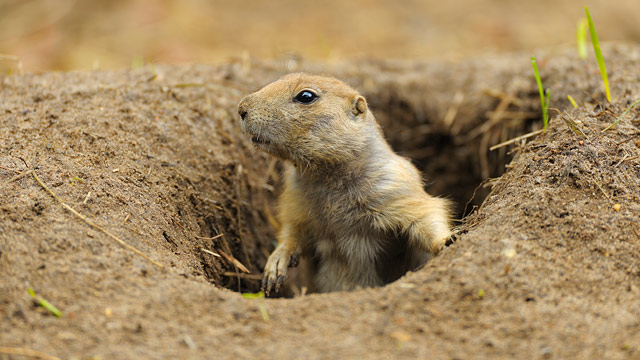 gty_prairie_dog_jt_130316_wmain